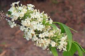 Pin On Fragrant Plants