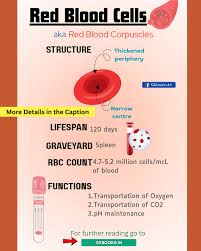 Image result for Red Blood Cell