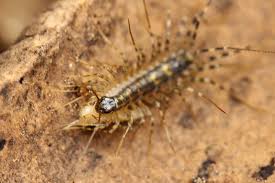 Image result for Centemopsis longipedunculata