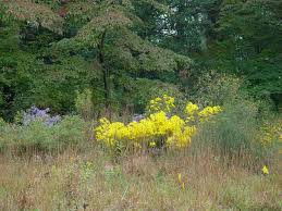 Image result for Helianthus angustifolius