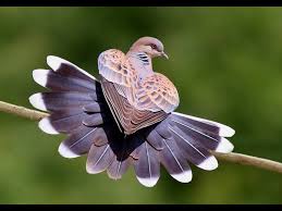 Bird With No Tail Feathers Love Dove With Images Beautiful Birds Pet Birds Birds