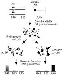 Flow Chart Of Chip Of Proteins Binding To Aav Dna Flow
