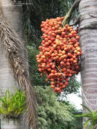 Image result for Wodyetia