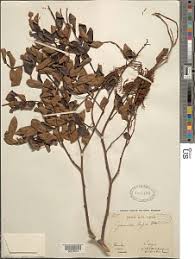 Image result for Dalbergia acutifoliolata