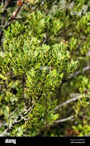 Image result for Phyllocladus trichomanoides