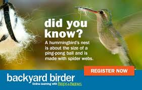 Birds And Blooms Photo Contest Winners Learn Everything You Ever Wanted To Know About Hummingbirds With Our New Online Class Visit The Birds Blooms Website To Lea Backyard Birds Birds Hummingbird