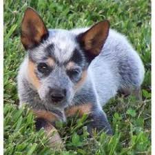 Australian cattle dogs are great in the show ring and herding livestock but also serve as great companions. Pin On Aww