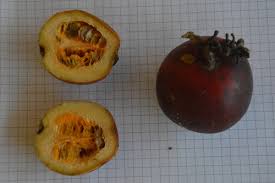 Image result for Coccinia senensis