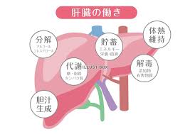 人間の身体☆肝臓の働きイラスト：イラスト無料
