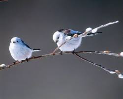 北海道の雪ん子バード かわいすぎる シマエナガ naver まとめ pet birds cute birds beautiful birds