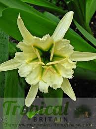 Image result for Ismene narcissiflora