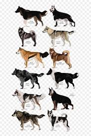 Love It Pinterest Wolf And Drawings Realistic Cute Wolf Drawings Hd Png Download Vhv Animal sketches animal drawings cool drawings drawing sketches drawing animals sketching drawing ideas drawing guide fenrir tattoo. realistic cute wolf drawings hd png