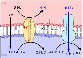 Sauberes wasser aus dem brunnen. Chemiosmotische Kopplung Wikipedia