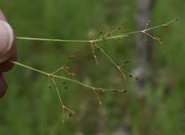 Image result for Fimbristylis complanata