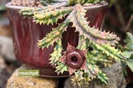 Image result for Huernia longituba