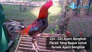 Pin Di Sabung Ayam Online