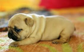 The french bulldog's affectionate, easy going temperament is one of the most appealing features for many owners. French Bulldogs Australia French Bulldog Puppies For Sale In Australia