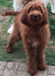 Maybe you would like to learn more about one of these? What Is A Goldendoodle