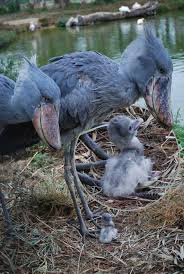 Baby Bird With Large Beak Look At This Baby Bird Shoebill Shoebill Stork Animals Beautiful