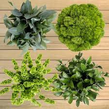 We did not find results for: 100 Stem Assorted Green Fillers Bulk Roses Types Of Flowers Wedding Flowers