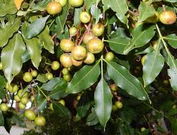 Image result for Ekebergia capensis