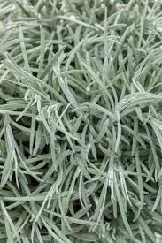 Image result for Helichrysum chasei