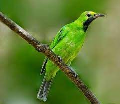 Foto Burung Cucak Hijau Beautiful Birds Birds Bird