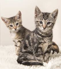 Neutering early is your best bet to avoid that urge altogether. Male Or Female Cat Which Pet Is Best The Happy Cat Site