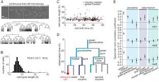 Check spelling or type a new query. Hidden Long Range Memories Of Growth And Cycle Speed Correlate Cell Cycles In Lineage Trees Elife