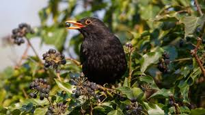 Mit der schrittweisen gestaltung ihres gartens haben sie es in der hand, vögeln und vielen weiteren tieren. Heimische Vogelarten Was Ist Das Fur Ein Vogel In Meinem Garten Bayern 1 Radio Br De