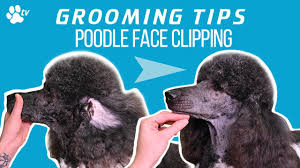 Their coats were clipped to help the dogs move easily through water, shaved on the neck and legs and left long on the chest and leg joints as protection in frigid temperatures. Poodle Face Shaving Everything You Need To Know Houndgames