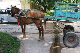 Haz tu apuesta y averigua si tu caballo será el primero en cruzar la meta en este juego de simulación de carrera. Robo En Una Rotiseria Y Huyo En Un Carro Tirado Por Caballos El Litoral Noticias Santa Fe Argentina Ellitoral Com