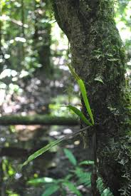 Image result for Loxogramme