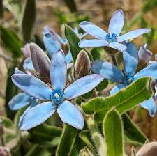 Image result for Oxypetalum