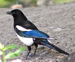Pin By Achilles On Birds 2020 Beautiful Birds Pretty Birds Bird Photo