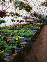 Pin By Aura Dannae Saya On Greenhouse Garden Nursery Diy Greenhouse Plans Garden Layout