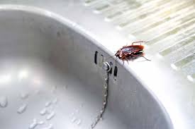 Thatâ€™s because kitchens are where we store and prepare our food, and cockroaches are not the cleanest insects on the planet. How To Get Rid Of Cockroaches In Your Kitchen Foodal