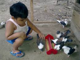 Lain hal nya burung dara. Hare Merpati Hias Fancy Pigeon