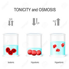 Maybe you would like to learn more about one of these? Isotonic Hypotonic And Hypertonic Solutions Effects On Animal Cells Tonicity And Osmosis This Diagram Shows The