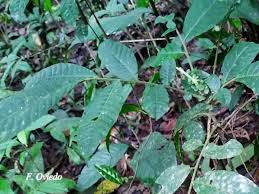 Image result for Trichilia prieuriana