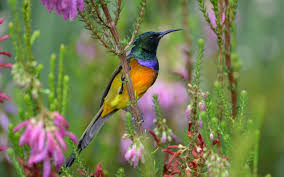 Image result for sunbird images