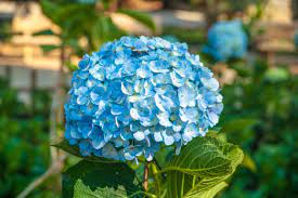 Some hydrangeas even sport different colors in a single shrub. Hydrangea Flower Meaning Flower Meaning