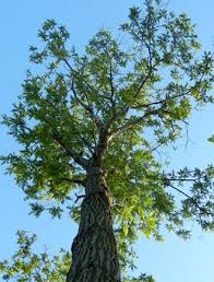 Image Result For Butternut Tree Tree Walnut Tree Plants