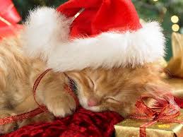 Winter is here and 'tis the season, to adopt a new kitten for a good reason. Christmas Animals Cute Kittens Happy Christmas New Year Greetings