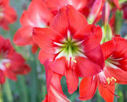 Eine amaryllis wieder zum bluhen bringen mit bildern wikihow amaryllis blüht nicht: Amaryllis Pflege Fahrplan Furs Ganze Jahr Mein Schoner Garten