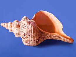 Known as snail of the sea, conch is delicious in stews like portuguese cataplana. Conch Shells As Musical Instruments And In Living Sea Snails Spinditty