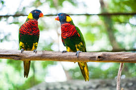 Explore the hornbill park and marvel at the sight of the colorful experience a comfortable one way transfer service from your accommodation in kuala lumpur city center to the park. Visiting Kuala Lumpur S Beautiful Kl Bird Park