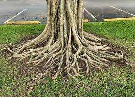 12 Things An Arborist Wishes You Knew Arborist Tree Roots Tree Care