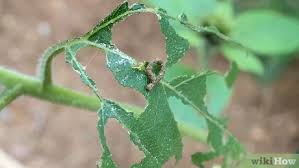 It's simple to prevent the problem of overwatering or underwatering by ensuring the soil has good drainage properties. How To Care For Sunflowers 15 Steps With Pictures Wikihow