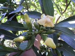 Image result for Voacanga thouarsii